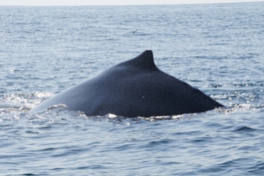 190222_Whale watching_PN Marino Ballena_Uvita_DSC01435