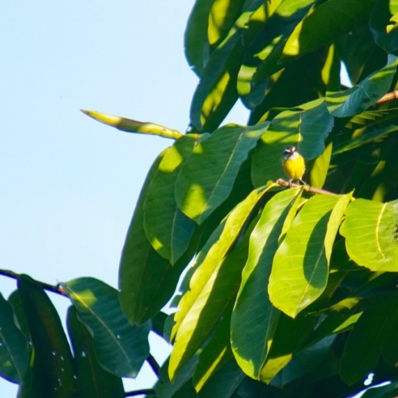 Bananaquit